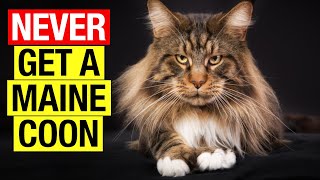 TOP 20 Things You Must Know Before Getting a Maine Coon Cat [upl. by Akisej89]