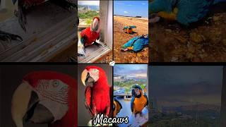 scarlet macaw blueandgoldmacaw parrot petlover youtubeshorts shorts reels ytshorts usa uk [upl. by Noillimaxam385]