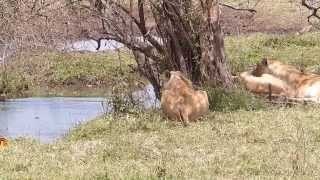 Lion meets Hippo at Ngorongoro Crater [upl. by Cheffetz433]