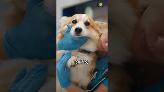 Veterinary Assistant Diploma Course motivation animals vet dog cat doglover [upl. by Yaf]