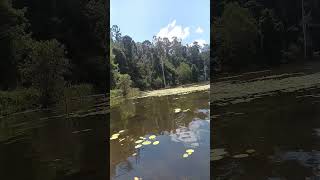 Lake Borumba fringing habitat [upl. by Cirde128]