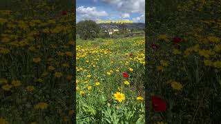 primavera весна campo catalunya [upl. by Garneau815]