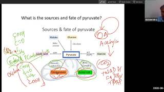 Krebs cycle [upl. by Mcgruter]