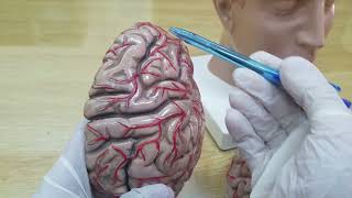 Introduction to Brain Surface Anatomy [upl. by Yekcor]