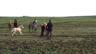 Gruesome scene of horse suffering uncovered [upl. by Anuaek]