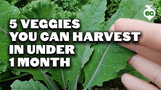 5 Fast Growing Veggies You Can Harvest in Under 1 Month [upl. by Orren]