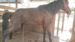 Healthy and cute horse breeding riding horses riding horses carriage horses [upl. by Rubenstein]