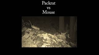 Packrat chasing mouse Predation or dispute nature wildlife packrat [upl. by Sedicla415]