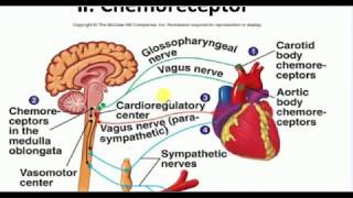 Physiology  4  CHEMORECEPTOR REFLEX [upl. by Faina]