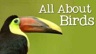 All About Birds for Children Animal Learning for Kids  FreeSchool [upl. by Ettener]