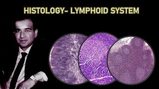 HISTOLOGY OF LYMPHOID SYSTEM Dr Ashwani Kumar [upl. by Liatris]