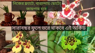 Tolumnia Orchid এই ভাবে পরিচর্যা করলে সারা বছর ফুলে ভরে থাকবেCare amp CultureSandip Orchid tolumnia [upl. by Etnohs]