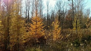 TAMARACK A UNIQUE TREE [upl. by Elokcin]