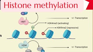 Part5 Histone Methylation gene regulation in Eukaryotes Molecular biology Gene expression [upl. by Ellehcirt9]