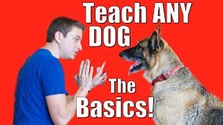 Dog Training 101 How to Train ANY DOG the Basics [upl. by Nirda225]