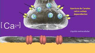 Excitabilidad 3era parte SINAPSIS [upl. by Liberati]