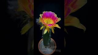 Time lapse flower cactus blooming Witness the magical beauty of a cactus flower in full bloom P24 [upl. by Engenia]