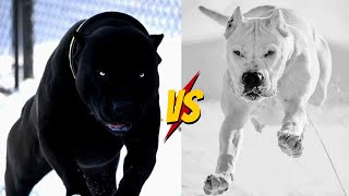 Cane Corso Vs Dogo Argentino [upl. by Ecinwahs]