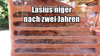 Lasius niger nach zwei Jahren [upl. by Allemat]