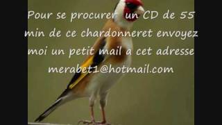 CD Chant du chardonneret de BELGIQUE [upl. by Piane]