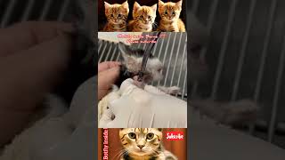 Removing Worms From This Poor Kittens Neck Part 0101127 pets cat [upl. by Ermentrude]