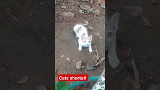 YouTube shorts cats world cats funny pooche shorts bekkina aata [upl. by Animlehliw]