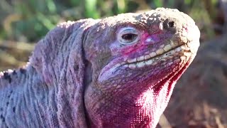 Pink Iguana Is One of the Rarest Creatures on Earth [upl. by Weinman603]