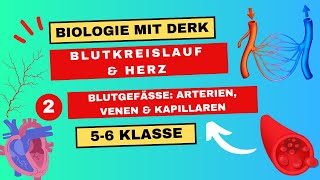 Blutkreislauf amp Herz  2  Blutgefäße Arterien Venen amp Kapillaren  5 amp 6 Klasse [upl. by Arlene]