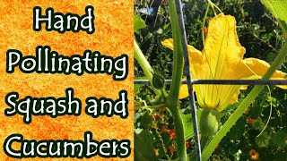 How to Hand Pollinate Squash and Cucumbers [upl. by Blodget995]