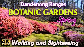 A BEAUTIFUL SPRING DAY AT THE BOTANIC GARDENS 4K WALK I OLINDA DANDENONG RANGES MELBOURNE AUSTRALIA [upl. by Gawain]