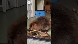 Nibi the beaver takes action to stop new roommate from returning  USA TODAY Shorts [upl. by Inman]