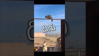 Diguraa 😃 shorts ytfunny animalfundub comedyvideos funnycomedy asalainahasyam [upl. by Mirth445]