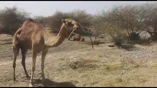 Rabis in Camel السعار فى الجمال [upl. by Samy]