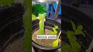 Balcony plantation travel nature adventure medico omfs plant balconygarden homedecor [upl. by Aniri]