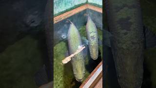 pirarucu fish 🤯 attack shortsfeed aquarium arapaima ytshorts viralshorts youtubeshorts [upl. by Treble]