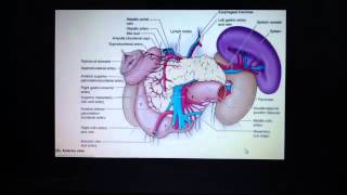 Spleen  splenic artery and splenic vein [upl. by Jacobson]