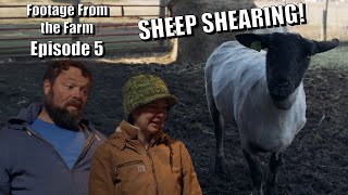 Footage From The Farm Episode 5  Sheep Shearing [upl. by Prue]