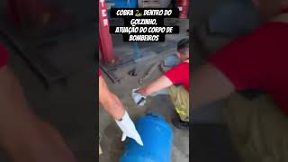 Cobra dentro do gol noticias policia sp pmesp [upl. by Orimar349]