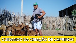 A luta diária com as cabras paridas [upl. by Namron]