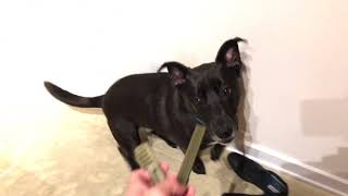 Dog Taste Test 2  Dental Treats Greenies vs DentaStix [upl. by Aicelf]