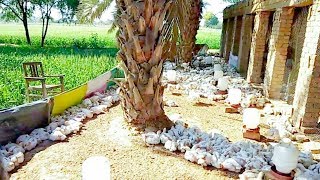 Simple Broiler Poultry Farm [upl. by Acysej]