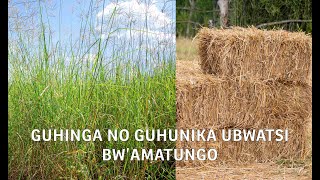 Akamaro ko guhinga no guhunika ubwatsi bwamatungo  Tera Intambwe muhinzi Mworozi [upl. by Tisbee942]