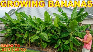 4 Tips To Grow The Most BEAUTIFUL Banana Plants EVER Down To ZONE 5 [upl. by Triplett]