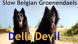 Della amp Devil  Slow Belgian Groenendaels [upl. by Agn]