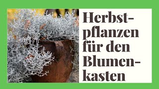 Die 19 schönsten Herbstpflanzen amp Winterpflanzen für den Blumenkasten [upl. by Kennie]