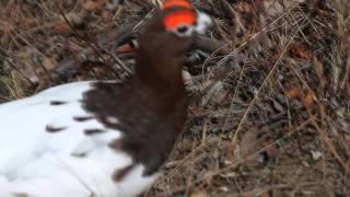 Willow Ptarmigan [upl. by Sillsby762]