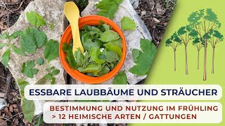 ESSBARE LAUBBÄUME UND STRÄUCHER  Bestimmung und Nutzung im Frühling [upl. by Eeloj]