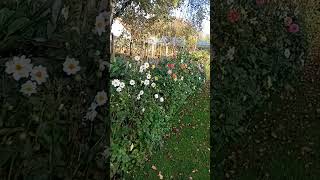 Dahlias in Full Bloom at End Of October [upl. by Branen]