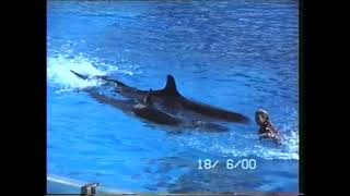 SeaWorld false killer whales [upl. by Ahsaenat35]