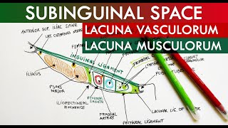 The Subinguinal Space  Lacuna Vasorum amp Lacuna Musculorum  Anatomy Tutorial [upl. by Saimerej]